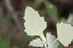 Lambsquarters